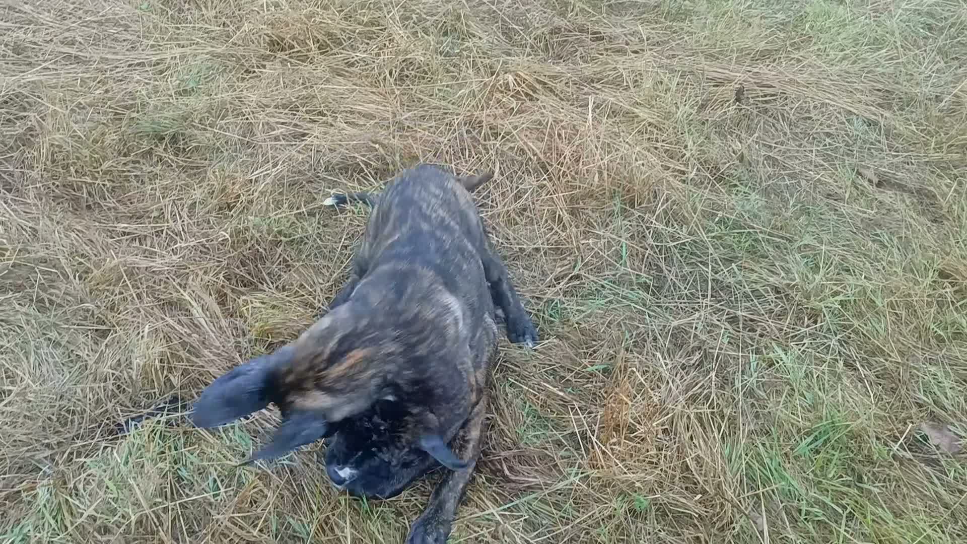 Mixed Breed dogs for sale: Saint Bernard Neapolitan x Boerboel Neapolitanbull - Video 1