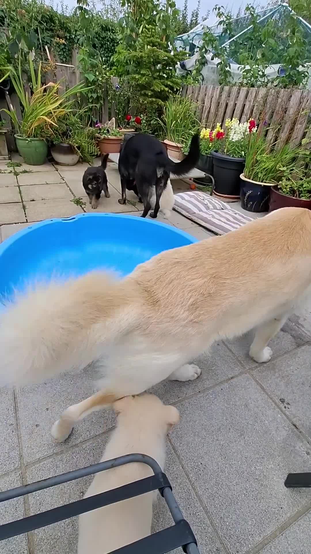 German Shepherd dogs for sale: Stunning litter of German shepherd puppies   - Video 3