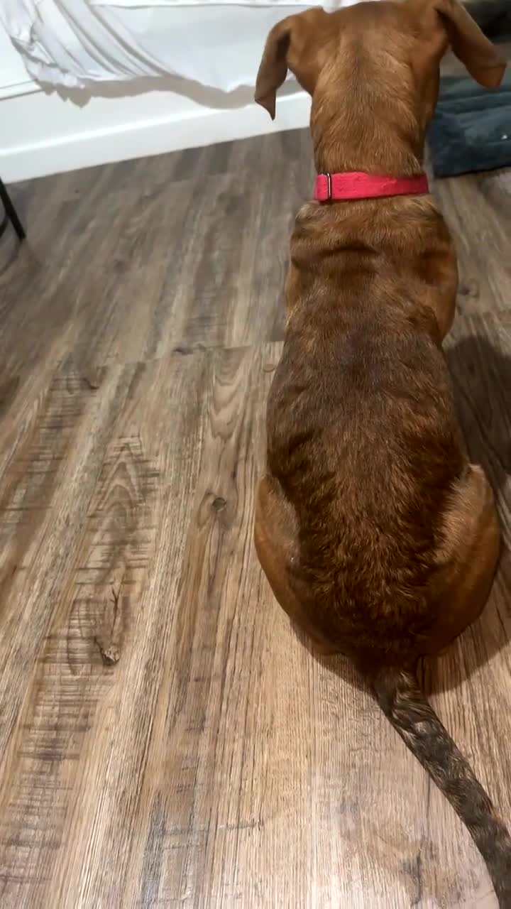 Mixed Breed dogs for sale: German Shepherd  ** tiff Puppy Loving Home Wanted - Video 2