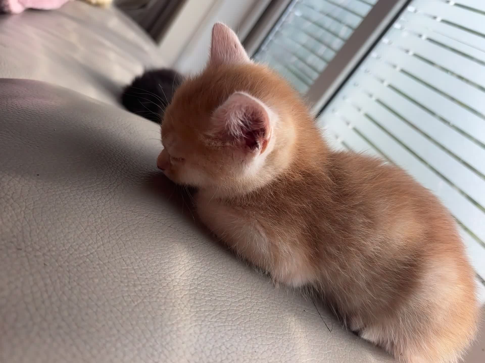 Mixed Breed cats for sale: Ginger little boy kittens 💕 - Video 1