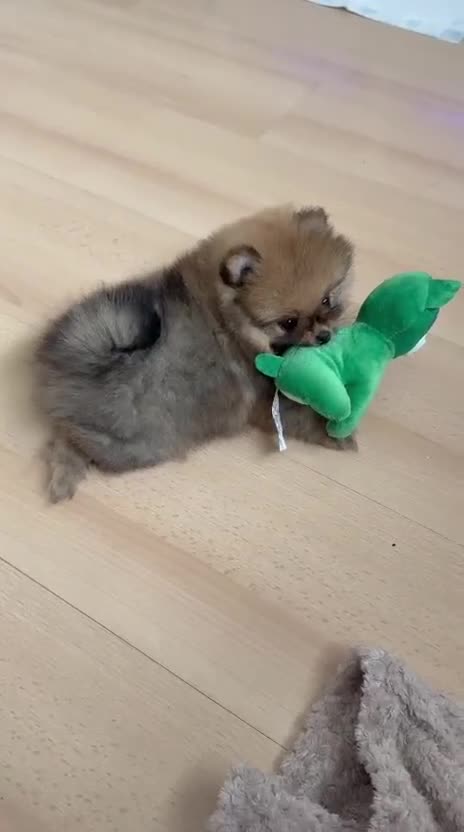 Pomeranian dogs for sale: Pomeranian Girl . Ready to go new home  - Video 2