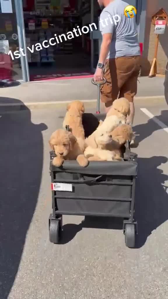 Goldendoodle dogs for sale: Quality Health Tested Goldendoodles - Video 1
