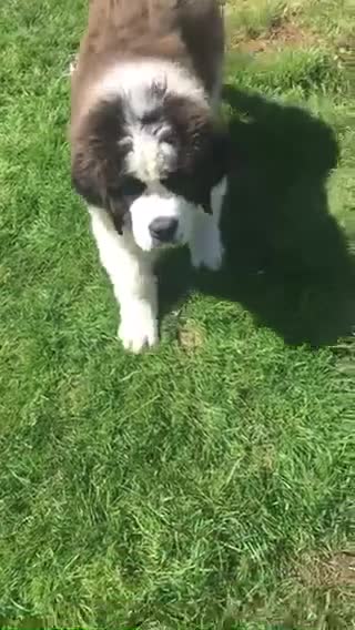 Saint Bernard dogs for sale: Rough Coated Pure St. Bernards - Video 3