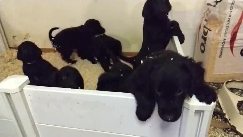 Flat coated Retriever dogs for sale: Flatcoated retriever puppies  - Video 2