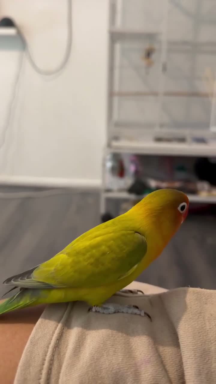 Lovebirds birds for sale: Two beautiful love birds for sale - Video 2