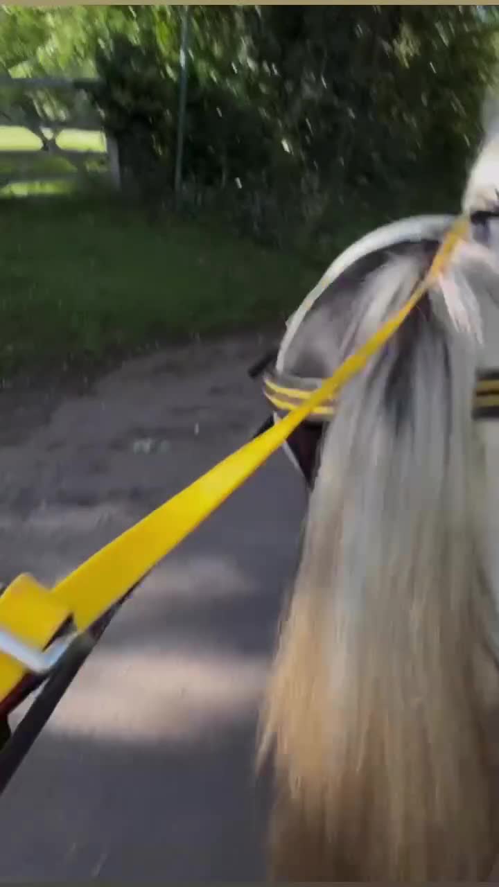 Irish Cob horses for sale: 13h driving cob mare clam in all ways  in Kidderminster - Video 1