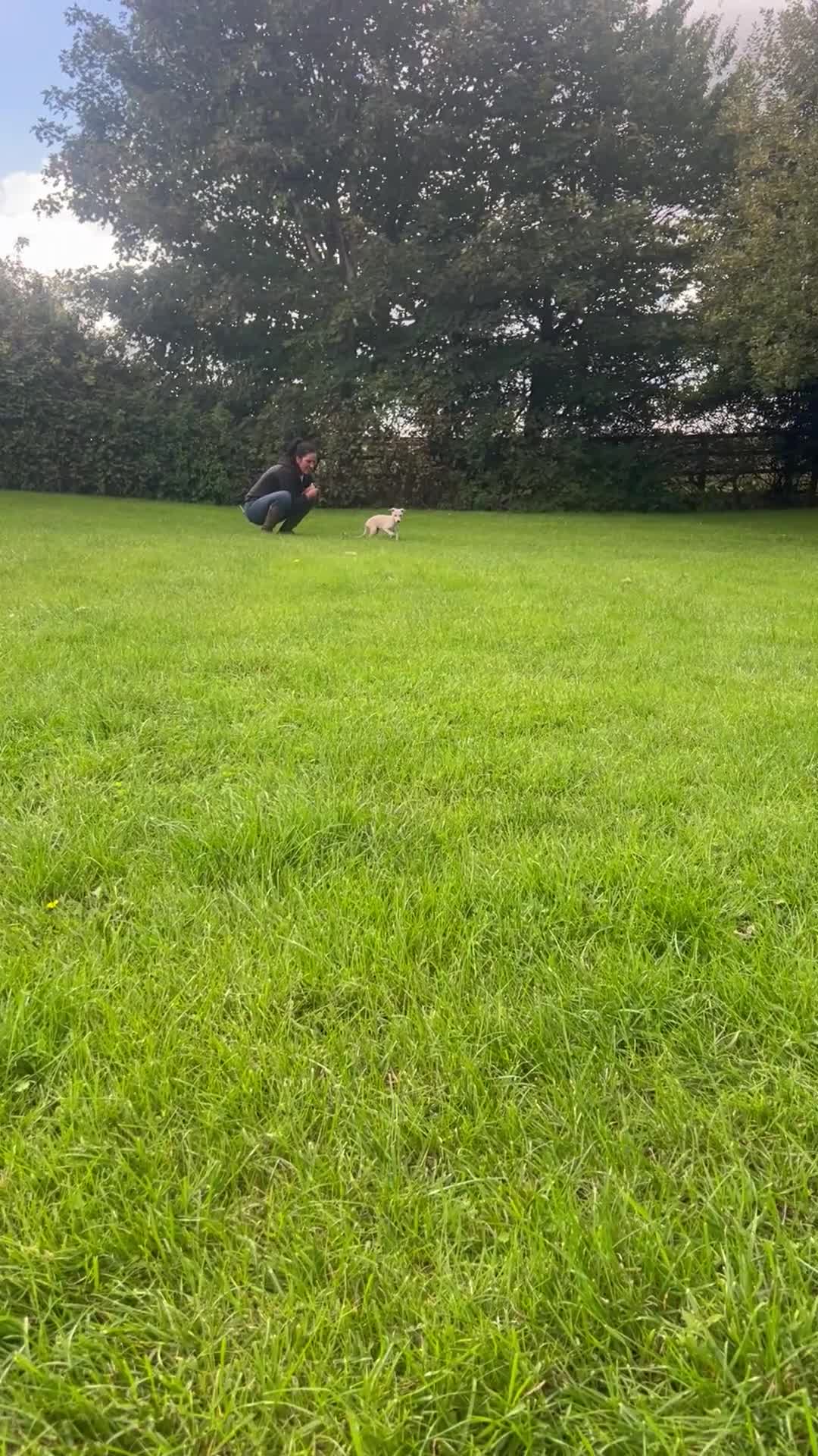 Whippet dogs for sale: KC Registered Whippet Puppies 🐶  - Video 1