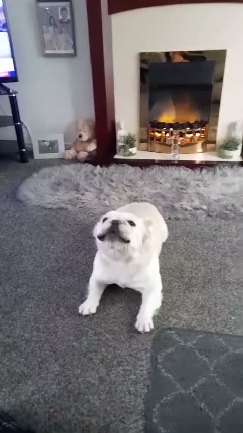 French Bulldog dogs for stud: Dog for stud - Video 1