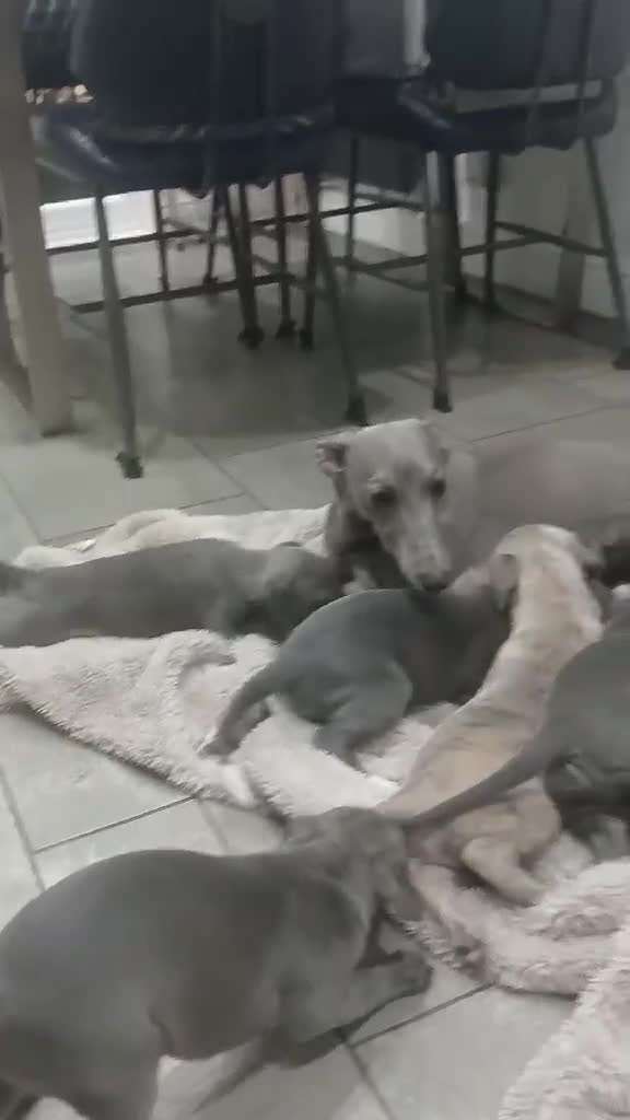Whippet dogs for sale: KC Reg Whippet Puppies for sale  - Video 1