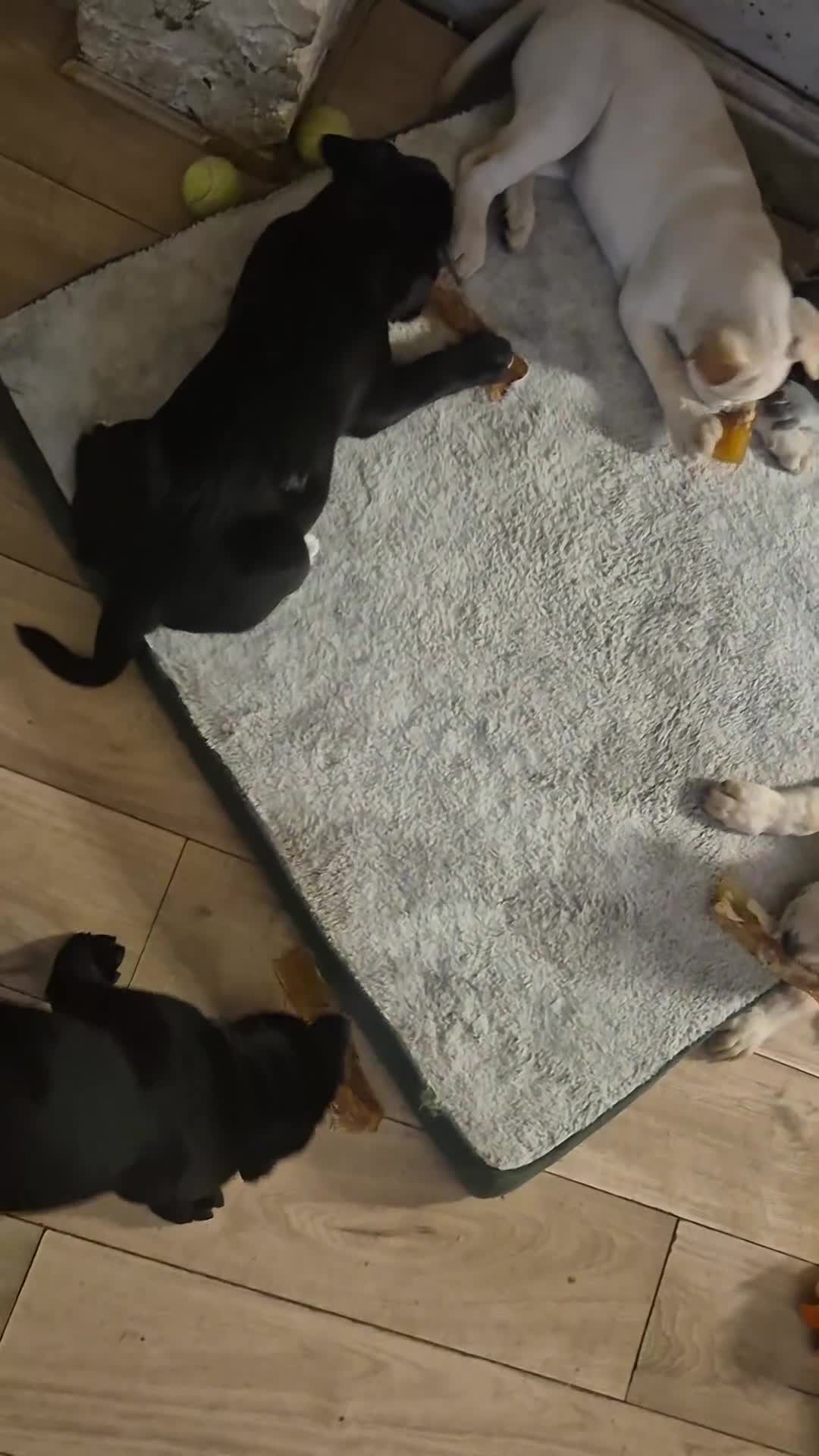 Mixed Breed dogs for sale: 3 Cane Corso female x Husky male9 weeks old ready - Video 2