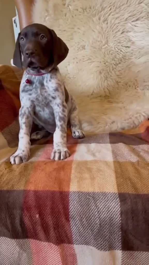 German Shorthaired Pointer dogs for sale: Kc female GSP - Video 1