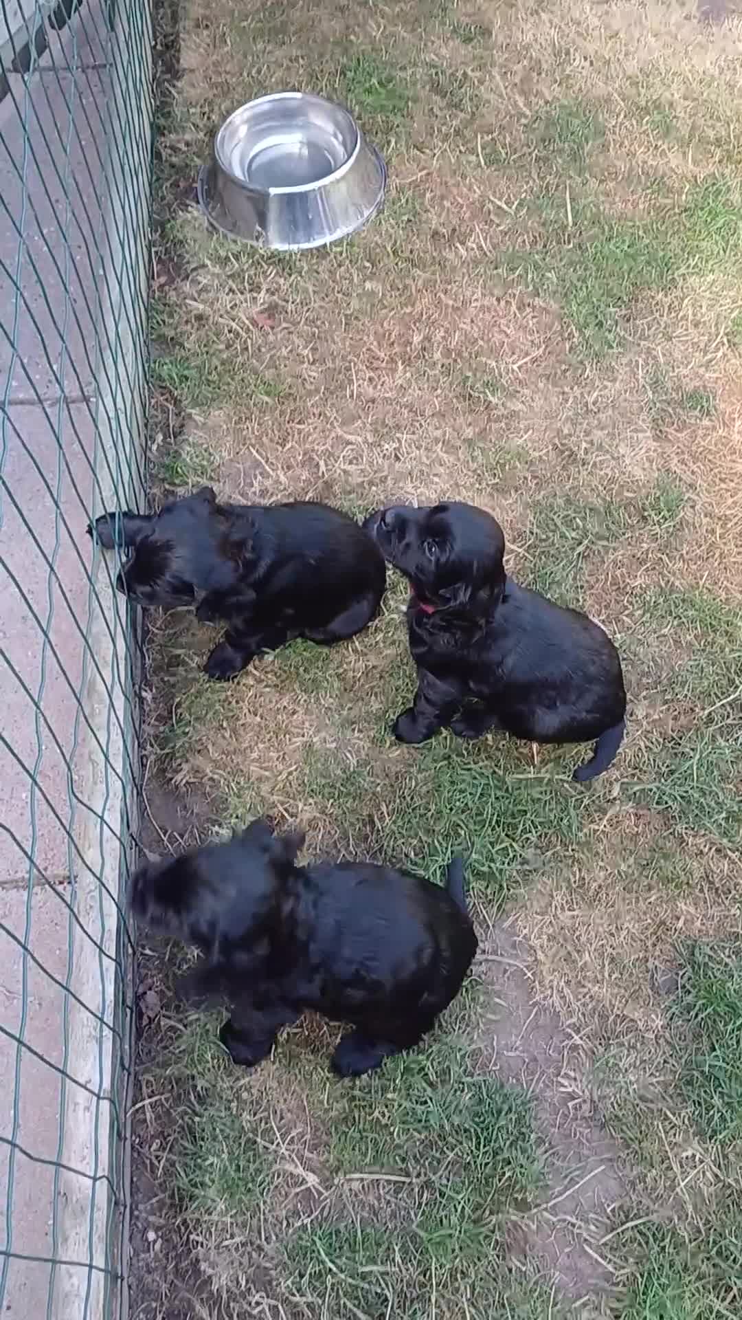 Cocker Spaniel dogs for sale: Health Tested Cocker Spaniel. Ready to Leave - Video 4