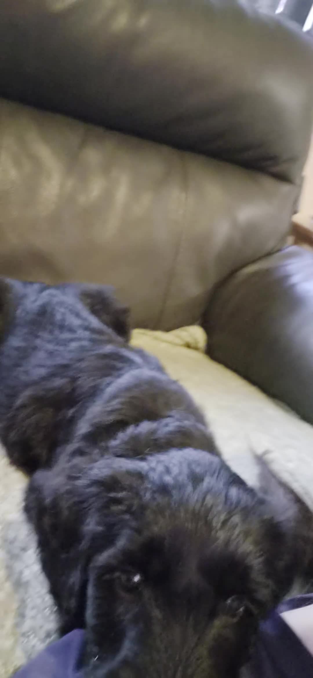 Double Doodle dogs for sale: Double doodle puppies (labradoodle/goldendoodle)🐶 - Video 5