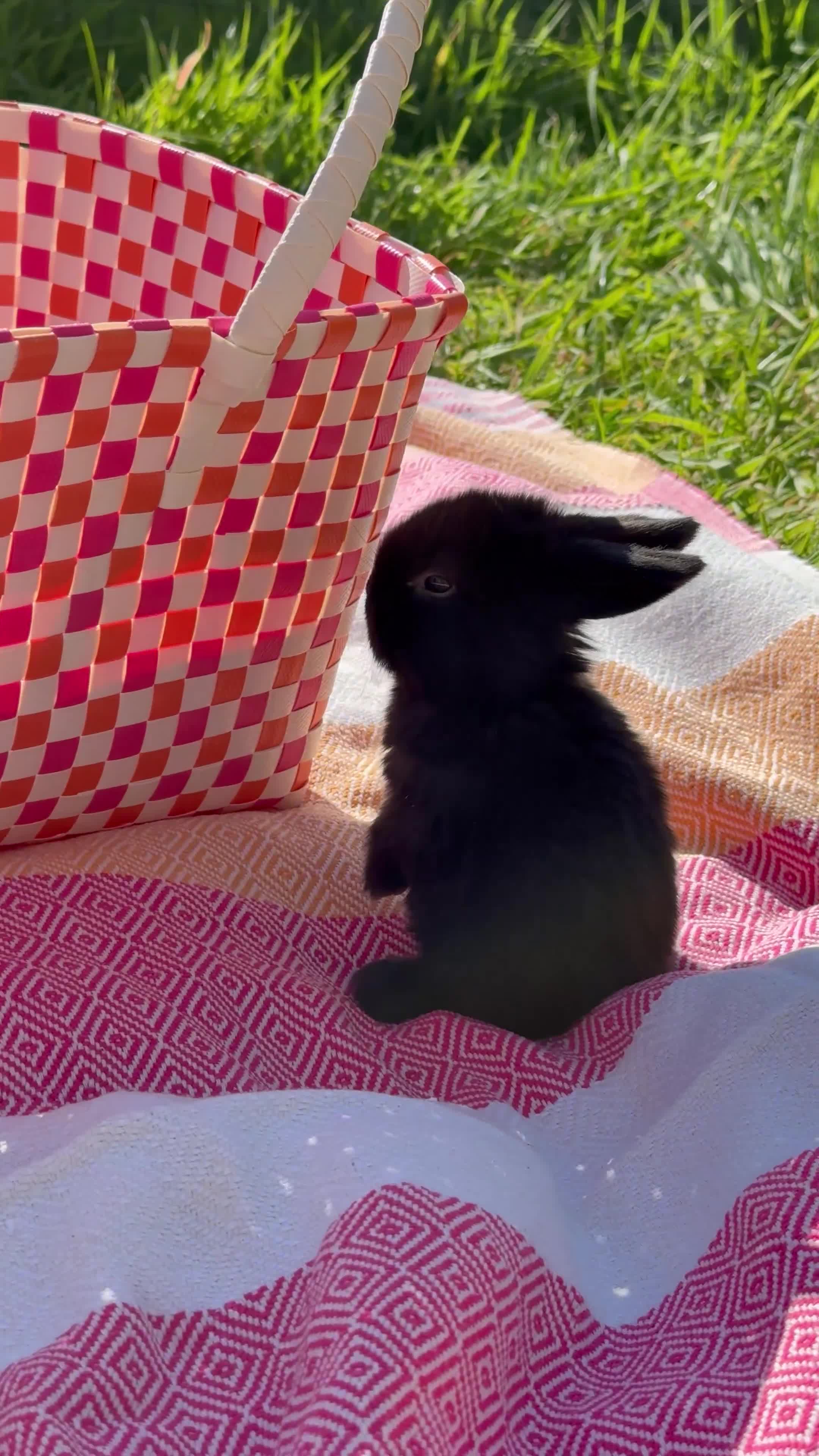 Mini Lop rabbits for sale: 4 Beautiful Mini Lops - Video 1