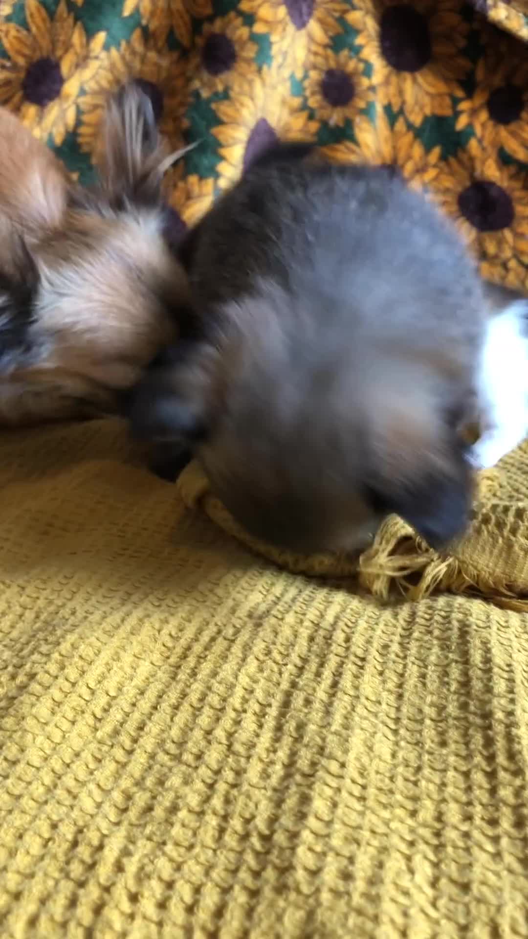 Chihuahua dogs for sale: Longhaired chihuahua puppies - Video 2