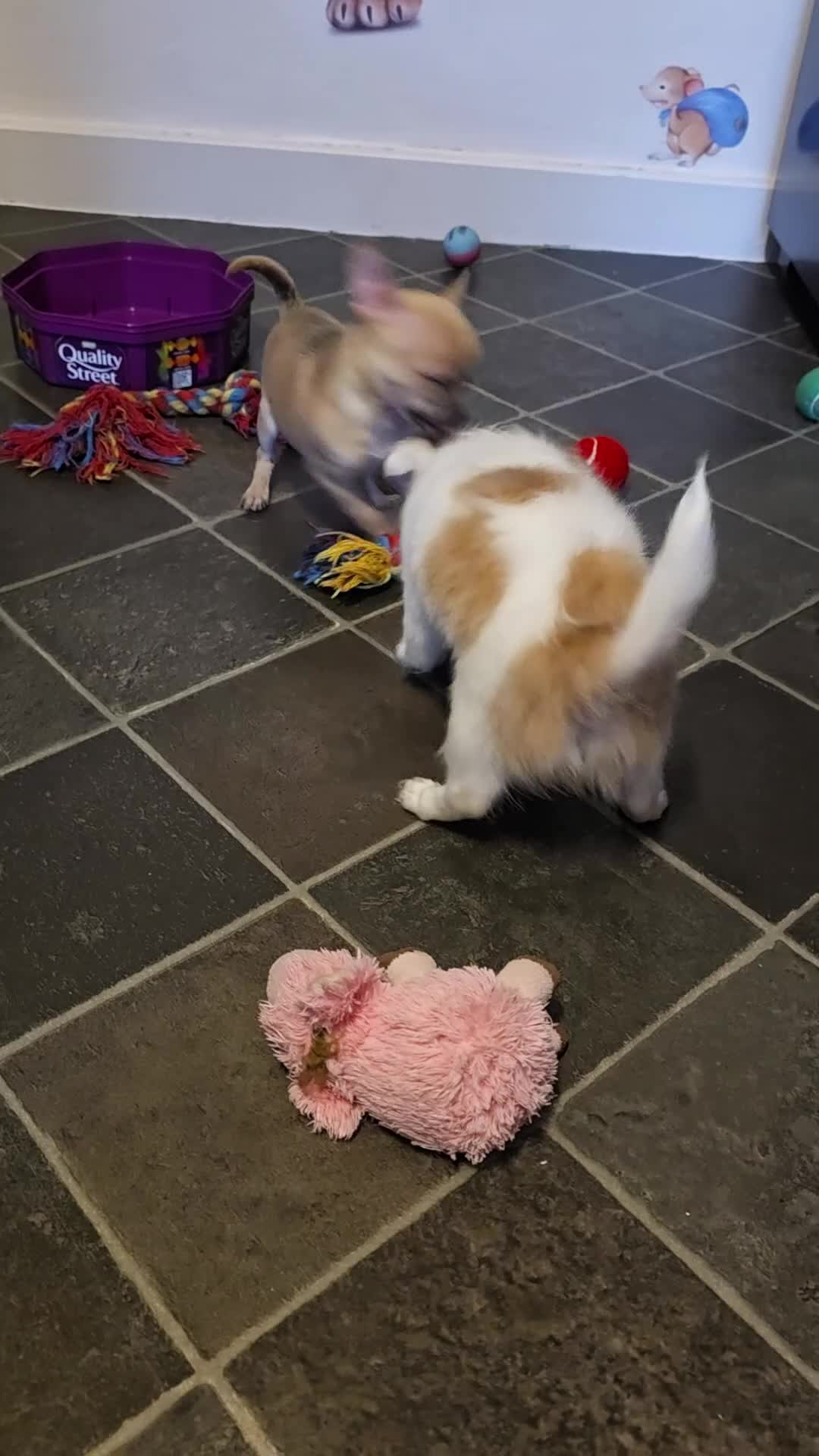 Chihuahua dogs for sale: Toy Chihauhau,1 cute girl left - Video 2