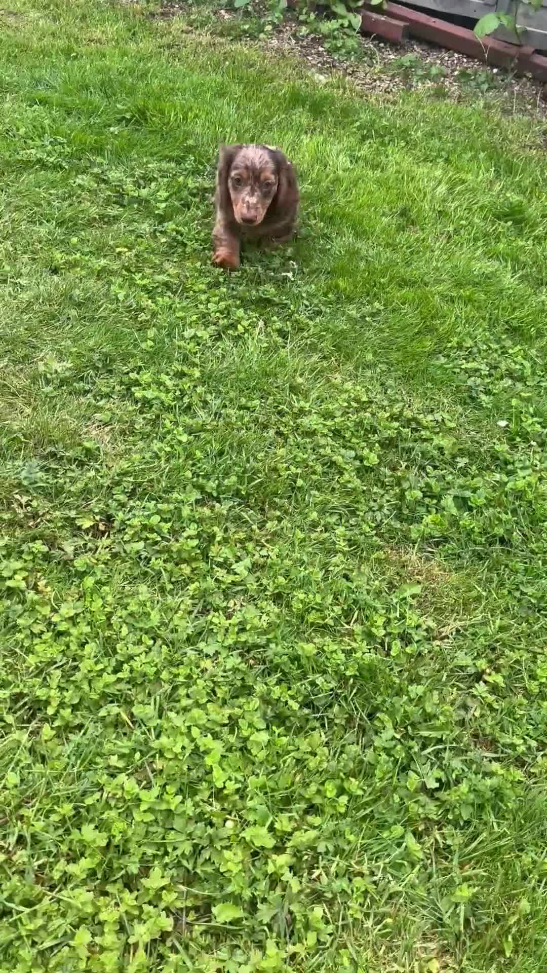 Dachshund dogs for sale: KC reg, champ bloodline Mini long hair Dachshunds  - Video 1