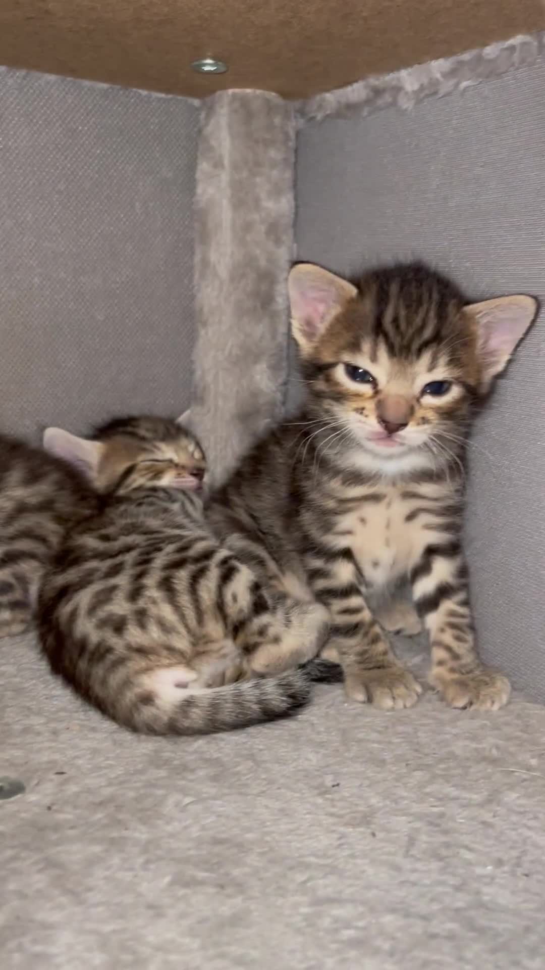 Bengal cats for sale: Beatiful bengal kittens.  - Video 2