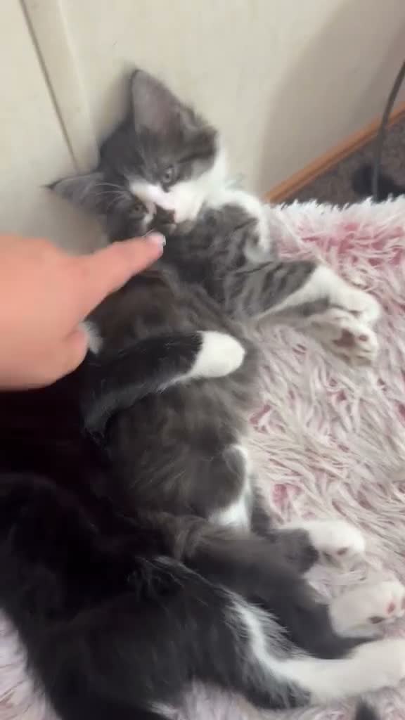 Maine Coon cats for sale: I have 2 maincoons for sale one boy one girl  in Colchester - Video 2