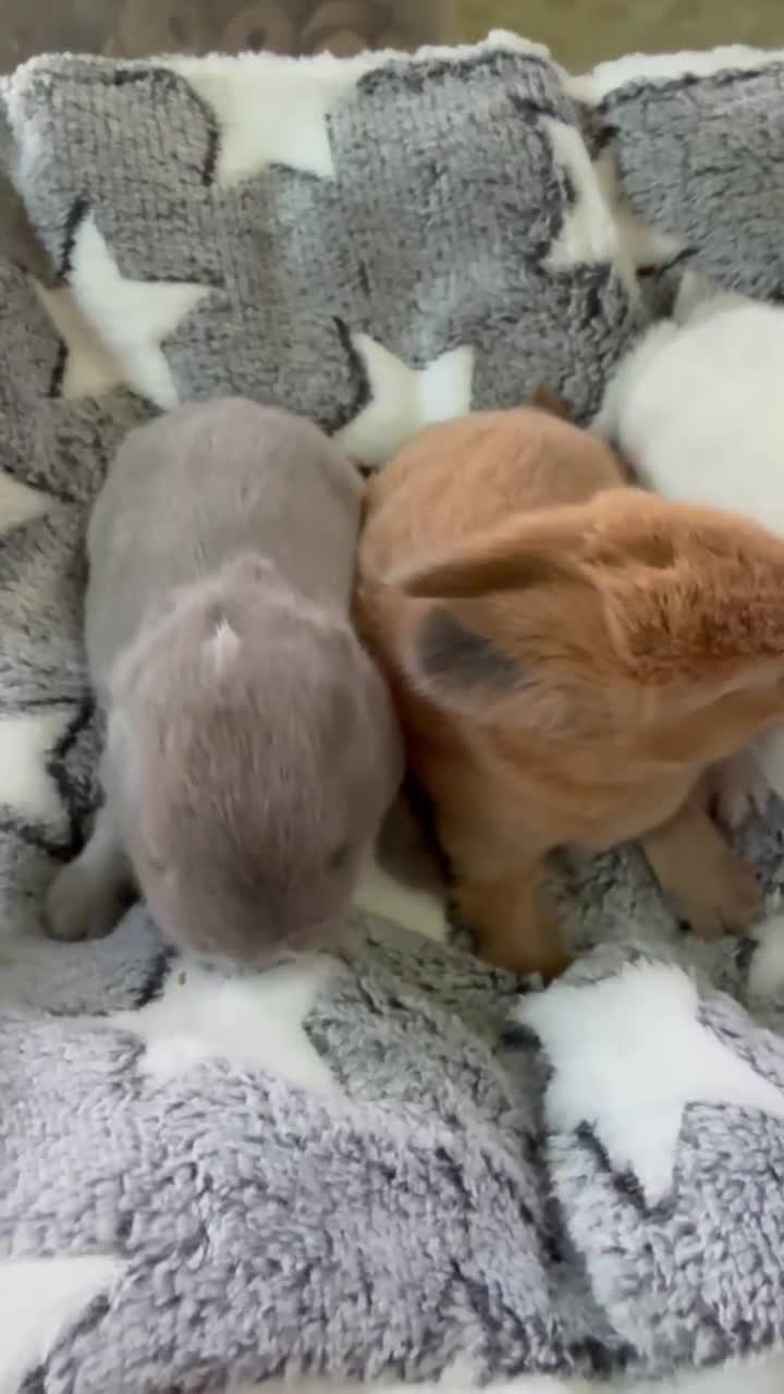 Mini Lop rabbits for sale: MINI LOP BUNNIES - PEDIGREE  in Ilminster - Video 2