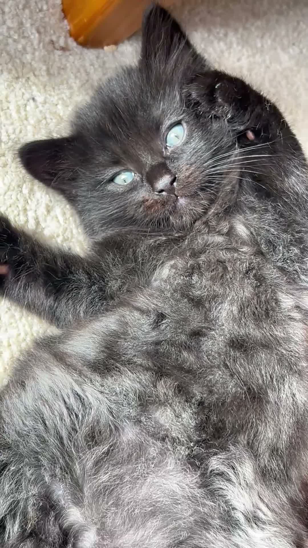 Mixed Breed cats for sale: 4 Beautiful Kittens Looking for Loving Homes 🐾 in Norwich - Video 2
