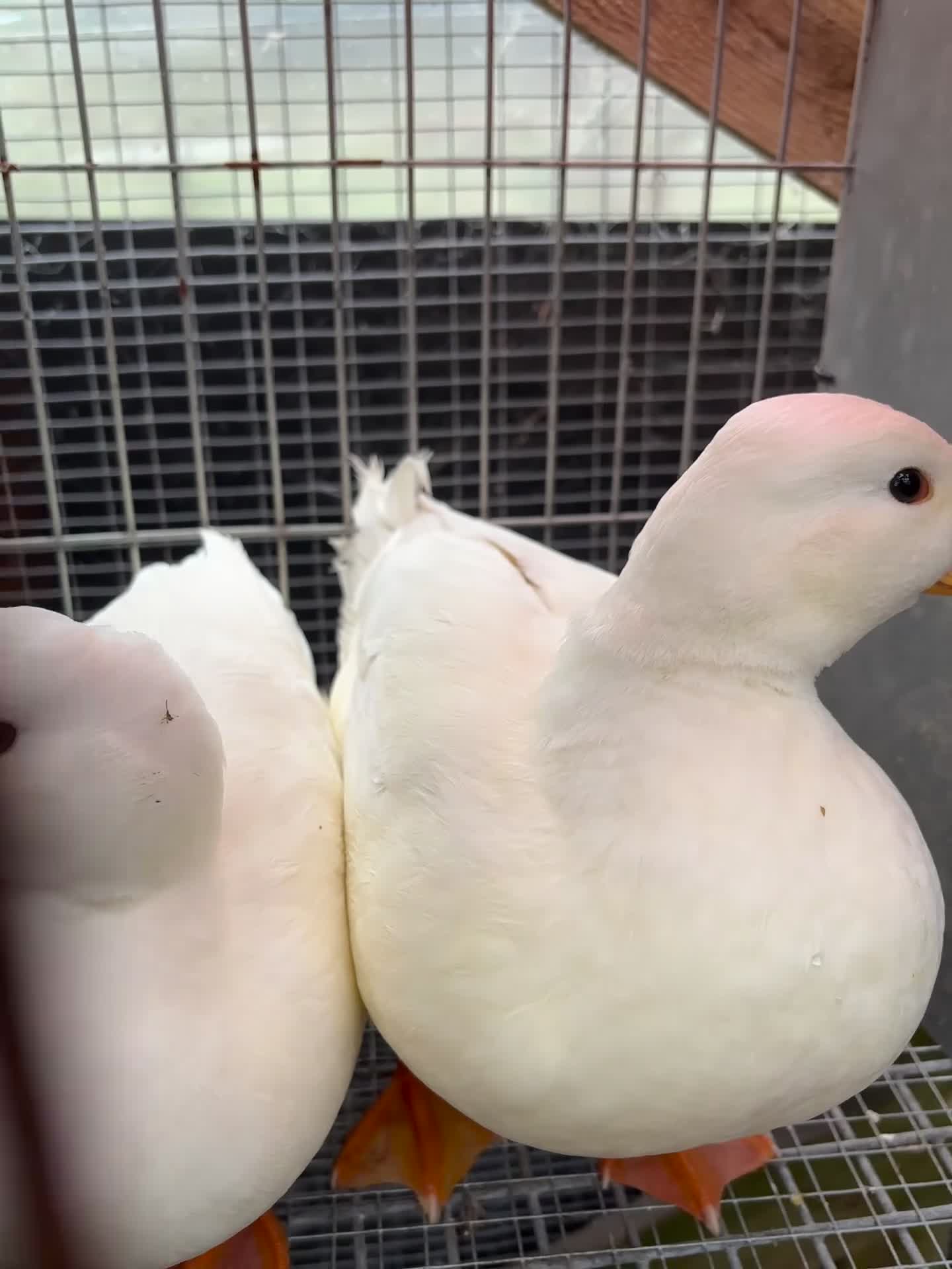 Ducks poultry for sale: White call duck pairs - Video 3