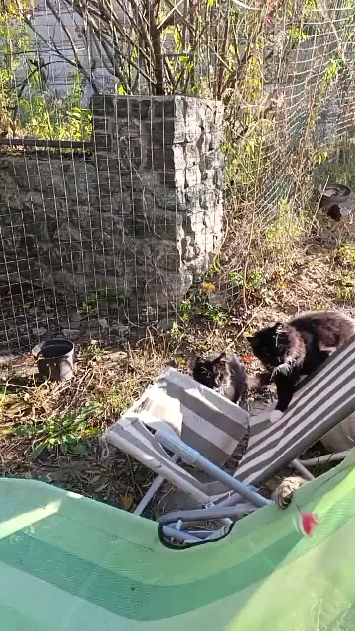 Maine Coon cats for sale: Maine-Coon kittens  - Video 1