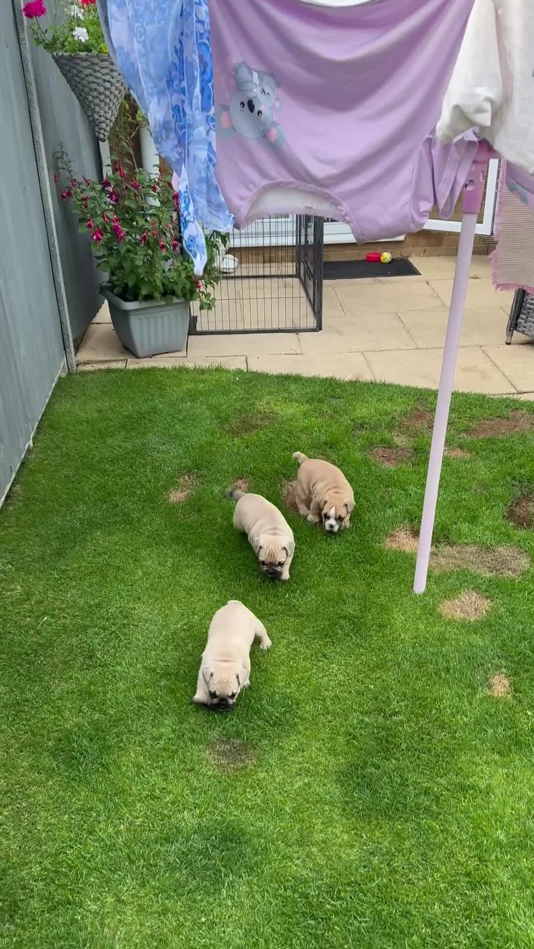 Mixed Breed dogs for sale: French bulldog/ British bulldog puppies  - Video 3