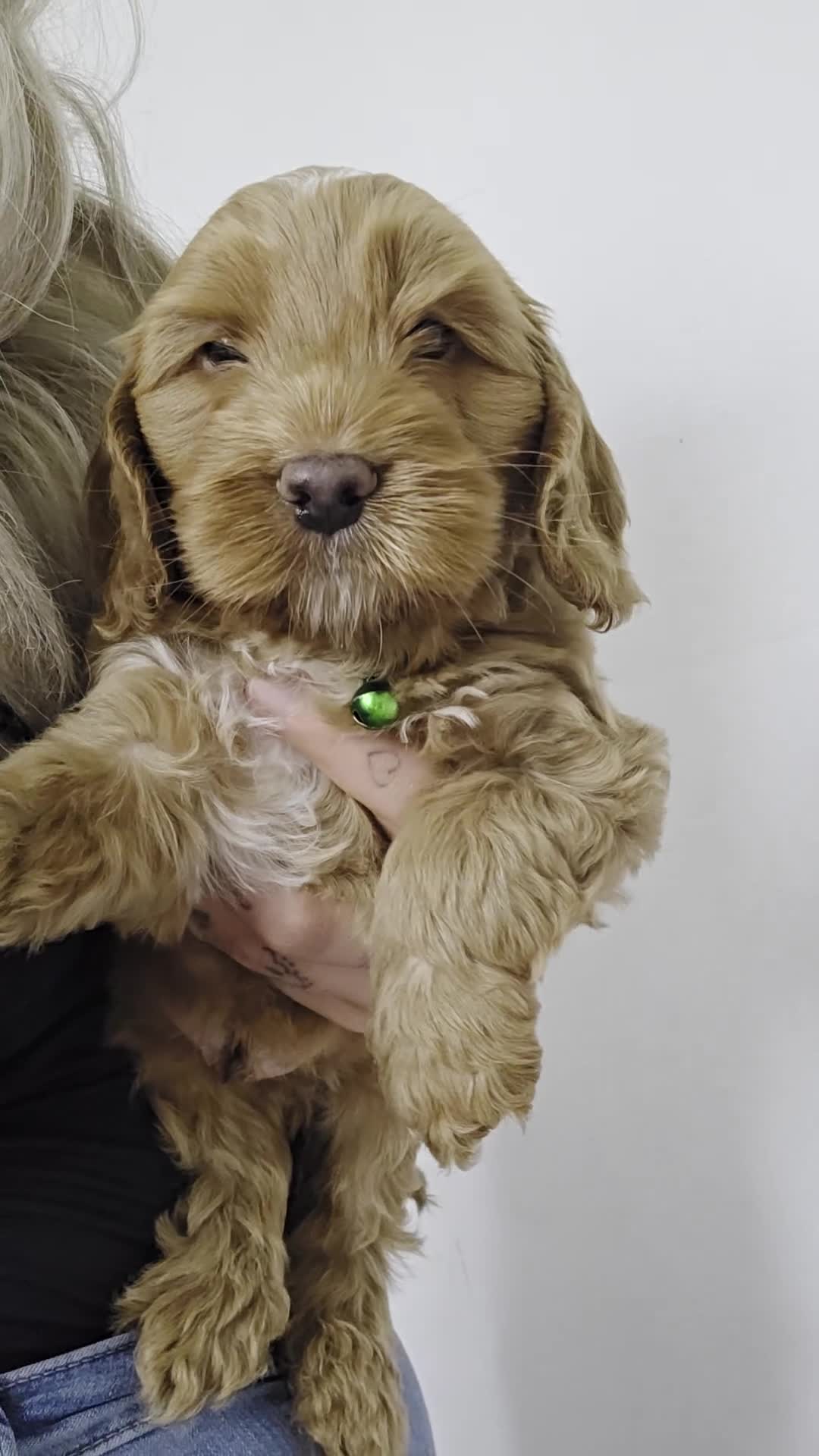 Cockapoo dogs for sale: 🐾Adorable Puppies Ready for Their Forever Homes🐾 in Ripley - Video 1