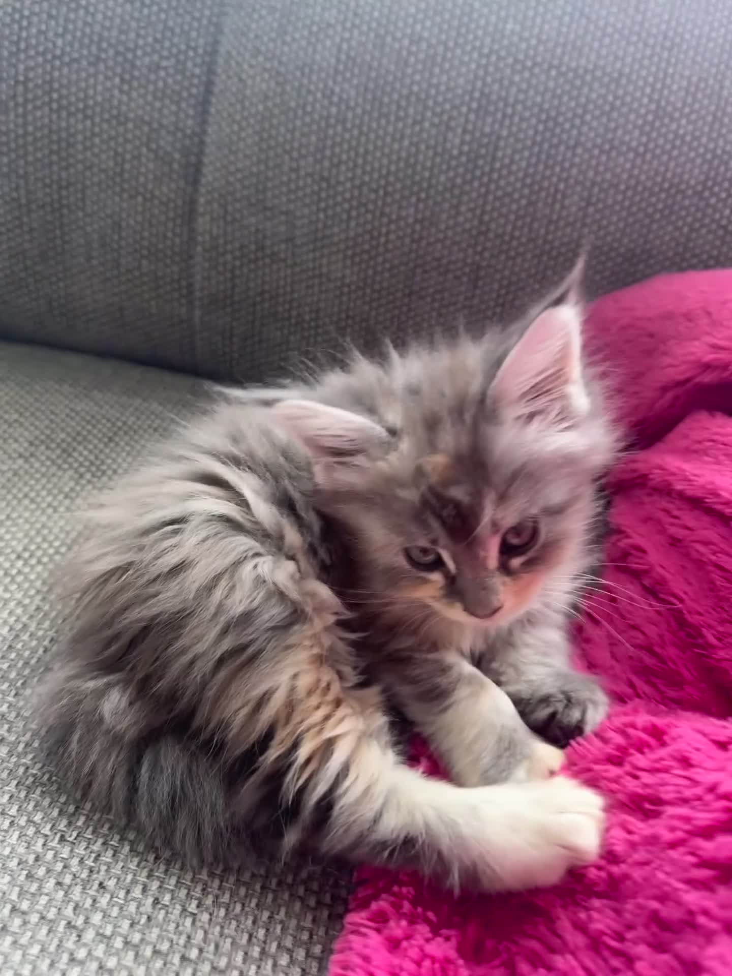 Maine Coon cats for sale: Mainecoon kittens - Video 1