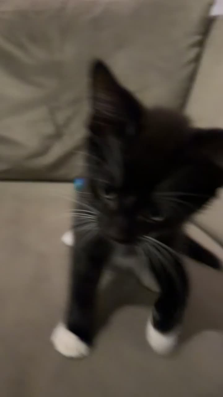 Mixed Breed cats for sale: 2 kittens for sale  in Ashford - Video 2