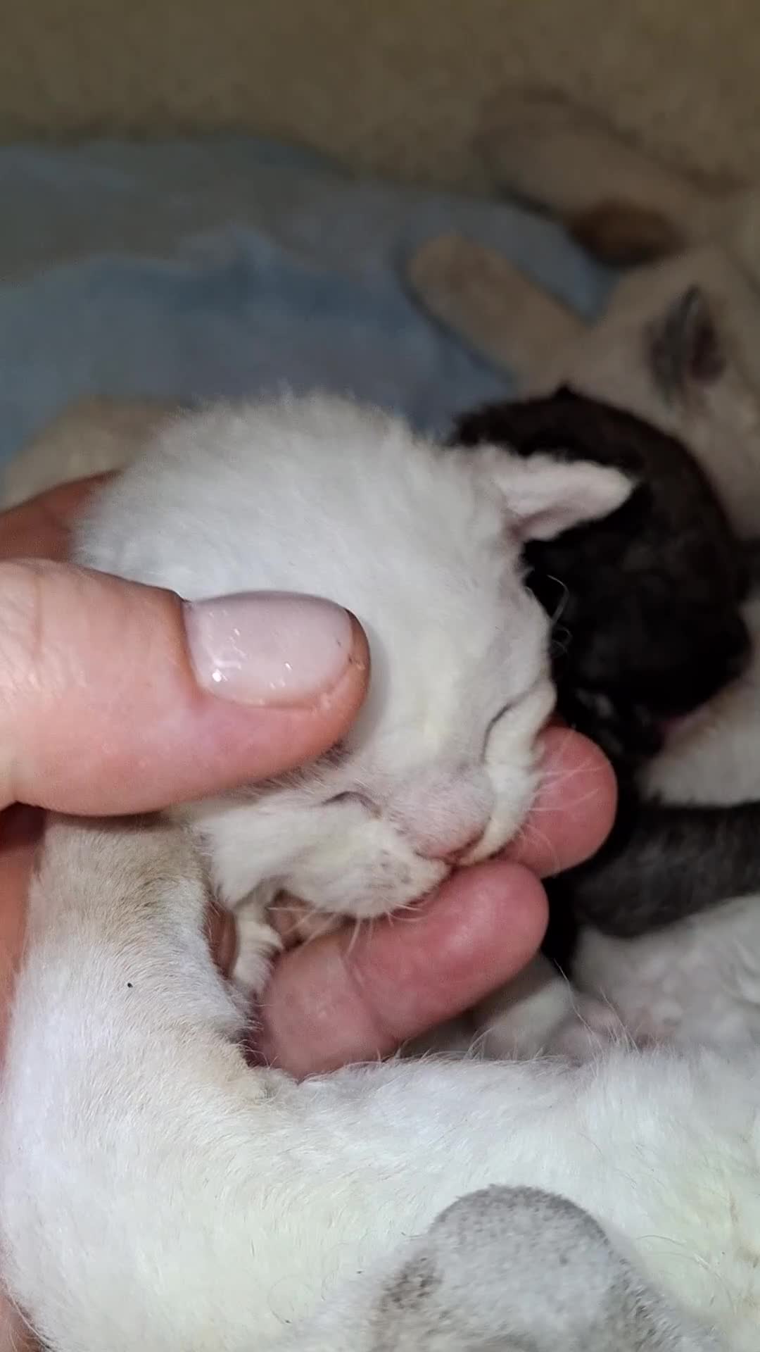 Devon Rex cats for sale: 🌸 Wonderful Devon Rex Kittens Raised with Love 🌸 - Video 1