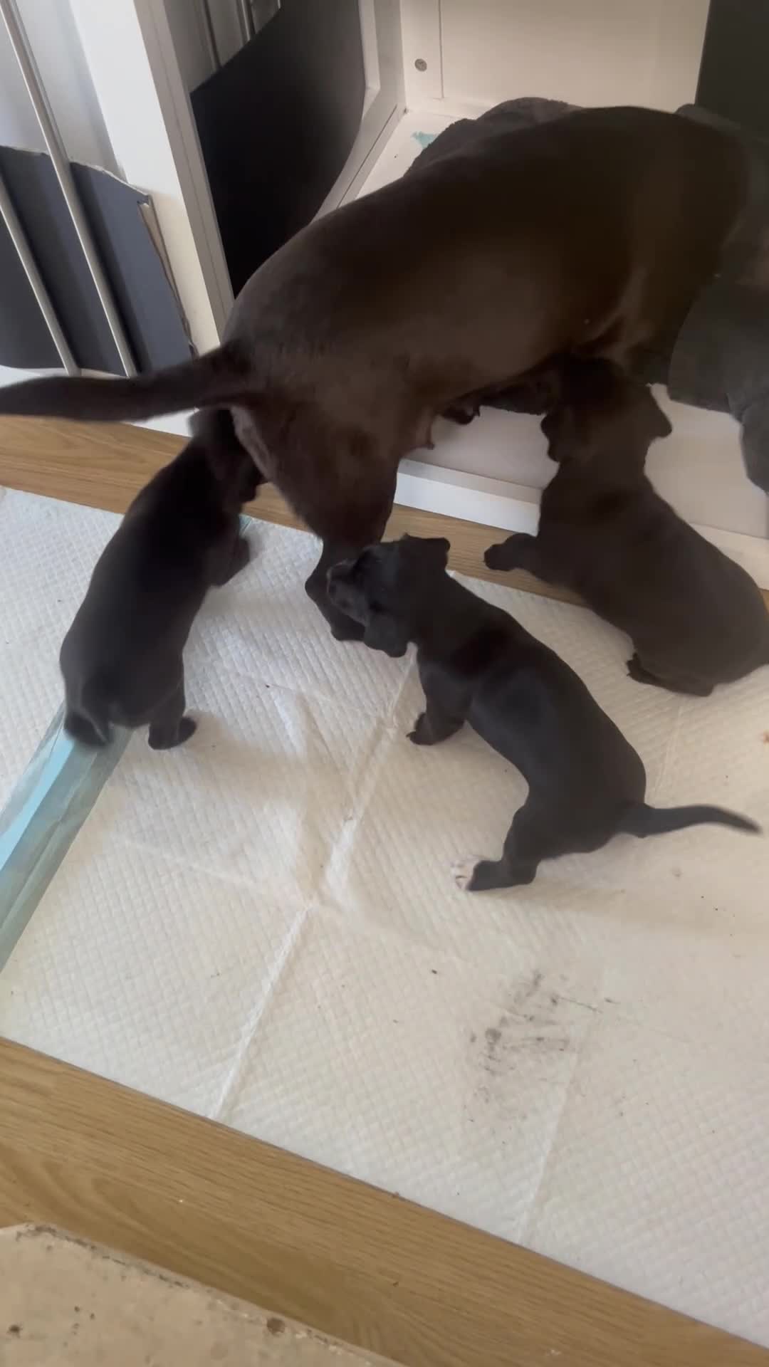 Patterdale Terrier dogs for sale: One girl left  - Video 1