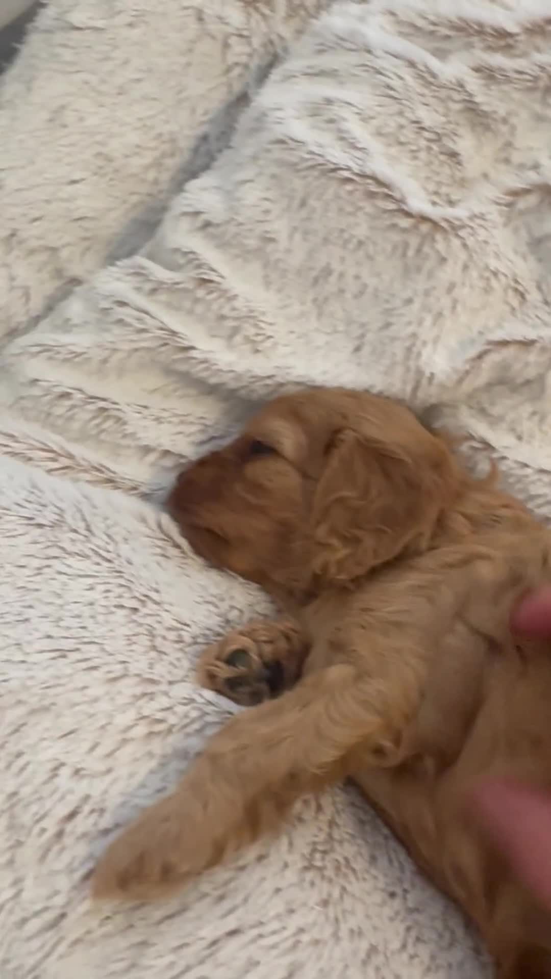 Cavapoo dogs for sale: Extensively health tested F1 Cavapoos  - Video 2
