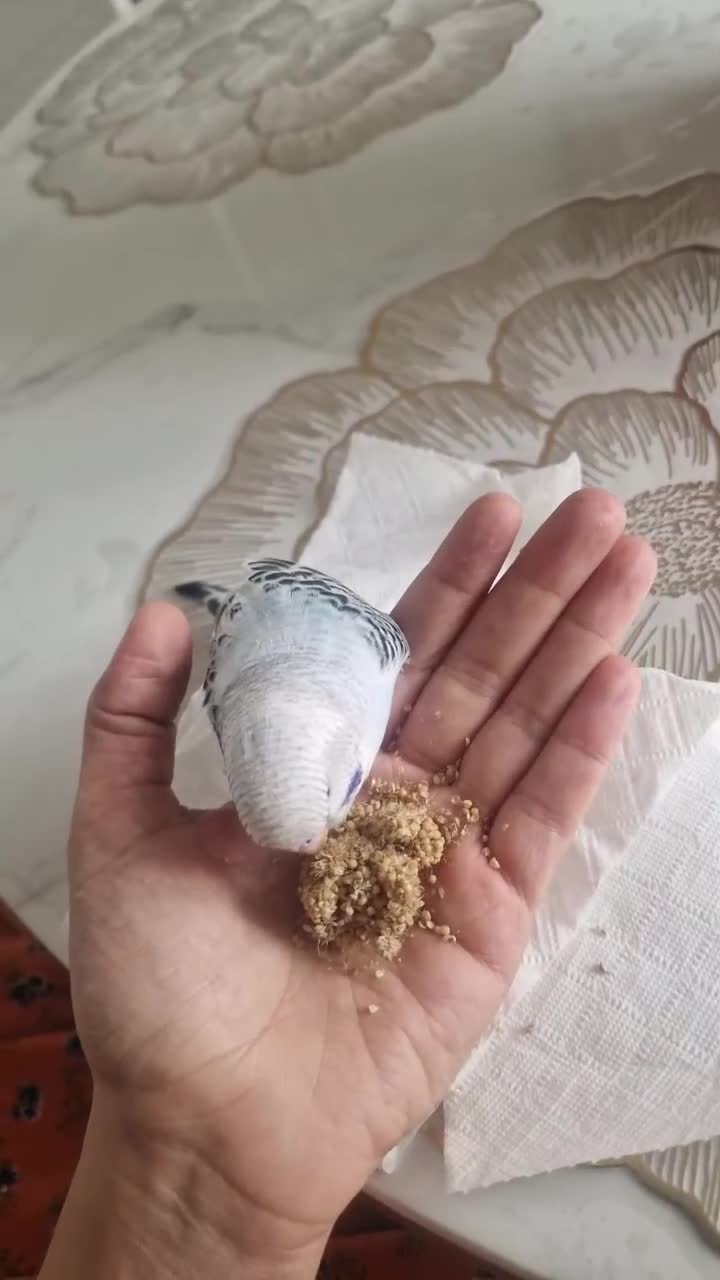 Budgerigars birds for sale: Beautiful budgies  - Video 2