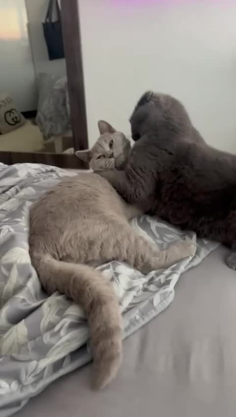 Scottish Fold cats for sale: Scotish fold  - Video 1