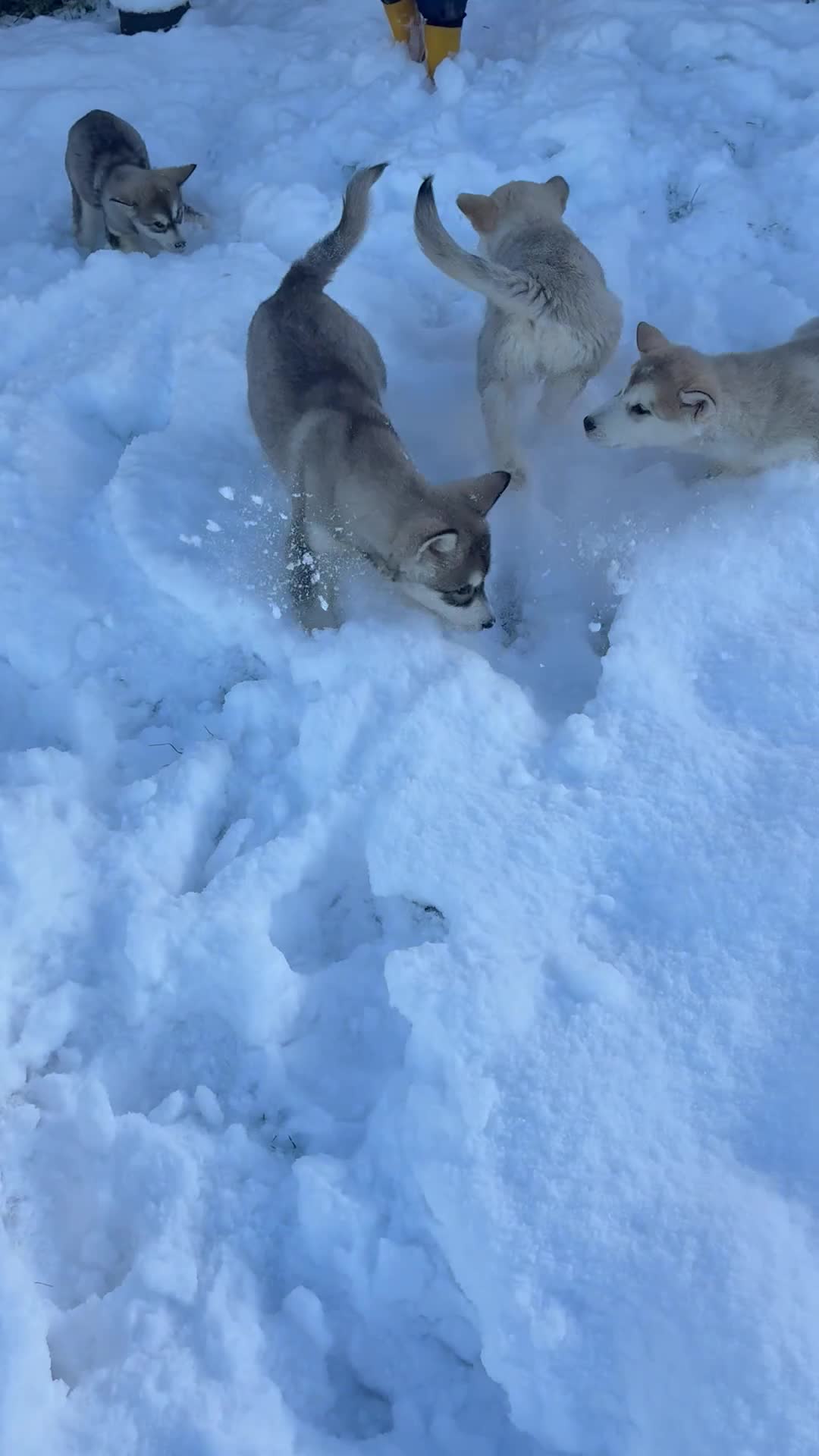 Alaskan Malamute dogs for sale: K.C registered Quality Alaskan Malamute puppies - Video 3