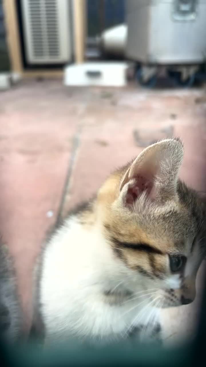 Mixed Breed cats for sale: Mix bengals kittens for sale in Liverpool - Video 1