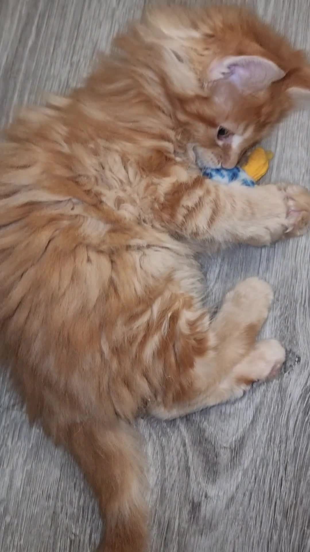 Maine Coon cats for sale: GCCF Registered Pedigree Main Coon Kittens - Video 1