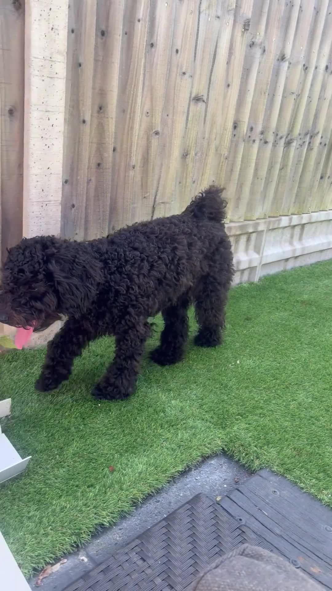 Cavachon dogs for sale: 6 month old Polly  looking for new home in Newbury - Video 1