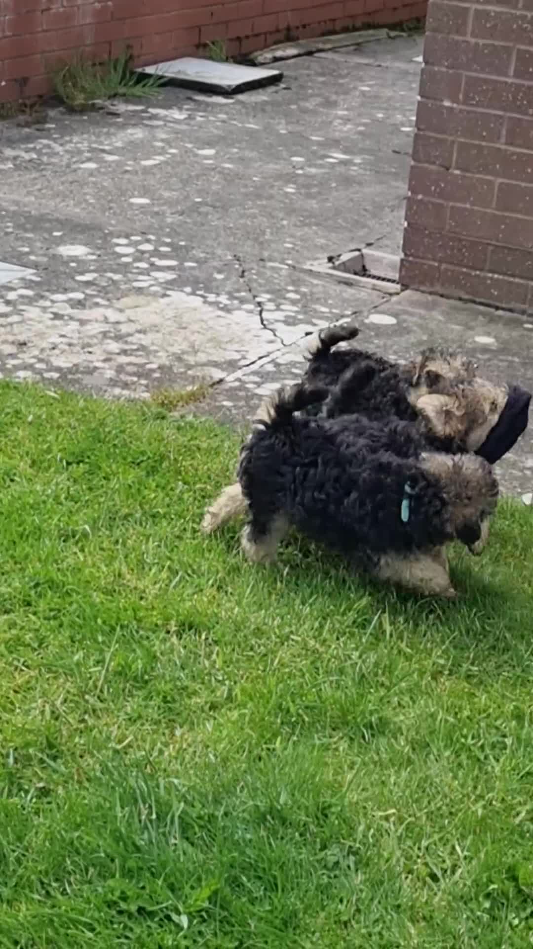Lakeland Terrier dogs for sale: KC Registered Lakeland Terrier  - Video 1