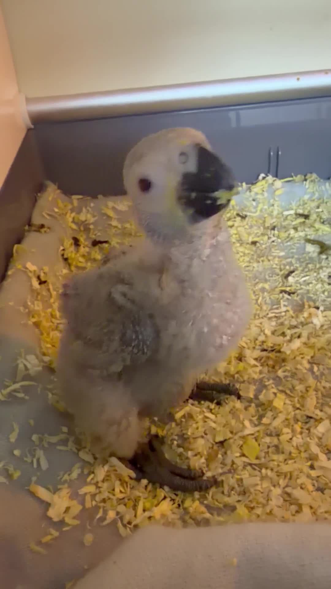 Parrots birds for sale: Baby African Grey Chick Ready to Reserve in Woking - Video 1