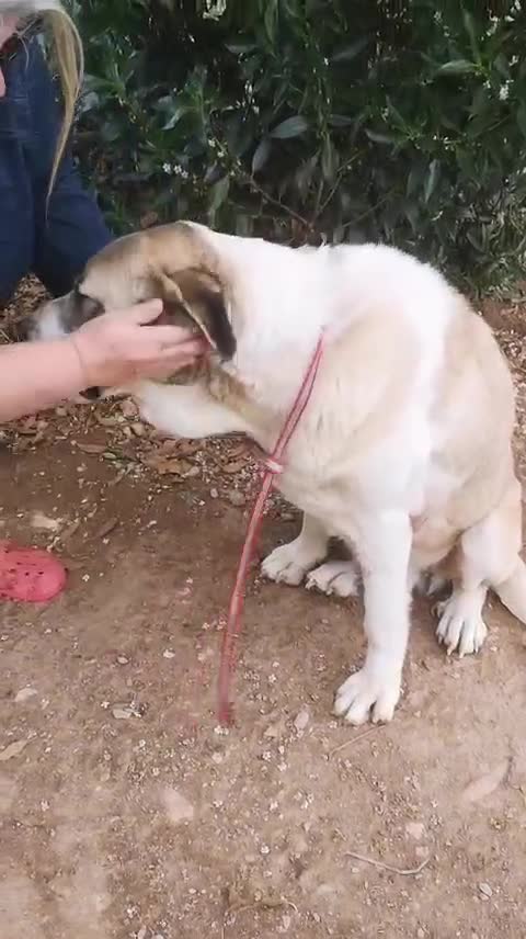 Mixed Breed dogs for adoption: 🚨URGENT🚨 BECKY🩷🐾 in Hengoed - Video 1