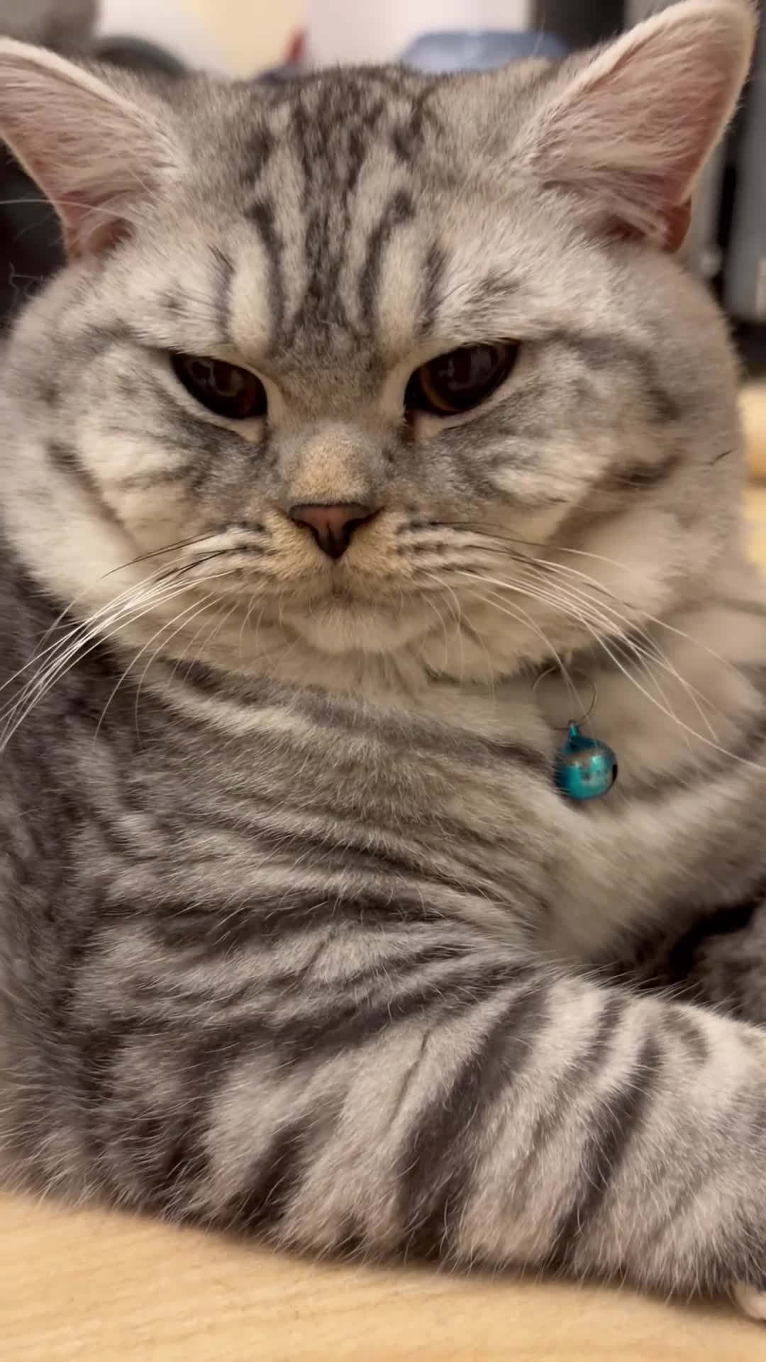 British Shorthair cats for sale: 3 Kittens•Full Pedigree•Champions bloodline•GCCF - Video 2