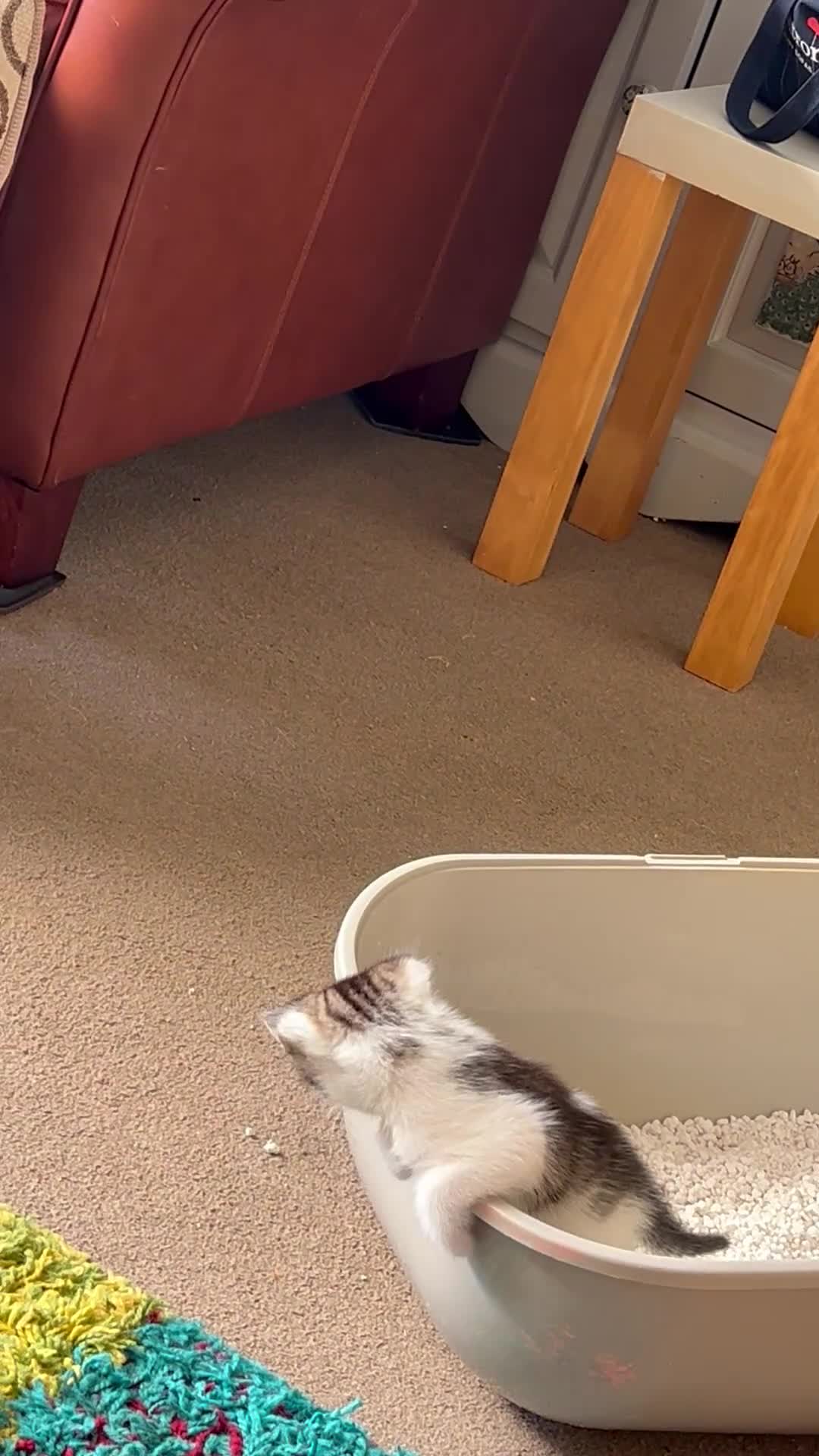 Mixed Breed cats for sale: Ready for their forever homes, 3 fluffy angels - Video 1
