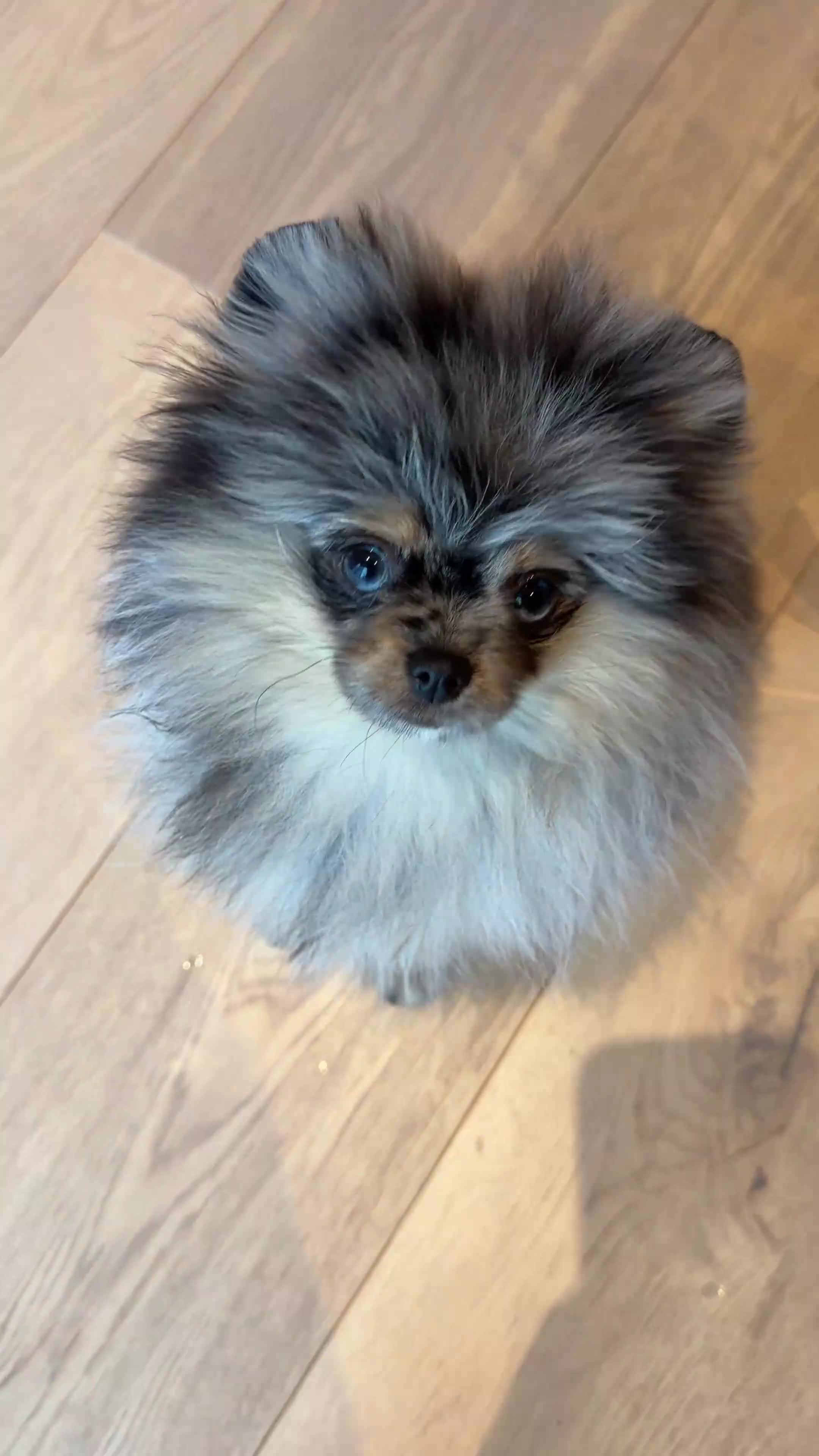 Pomeranian dogs for sale: 💙 Gucci - Looking for the Very Best Home 💙 - Video 1