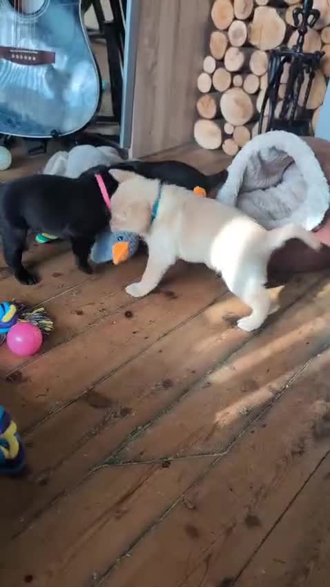 Labrador Retriever dogs for sale: Stunning labrador puppies from good working lines - Video 4