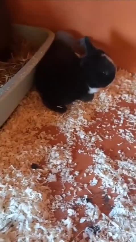 Mini Lop rabbits for sale: Gorgeous 💙purebred mini lop bunnies💙  - Video 1