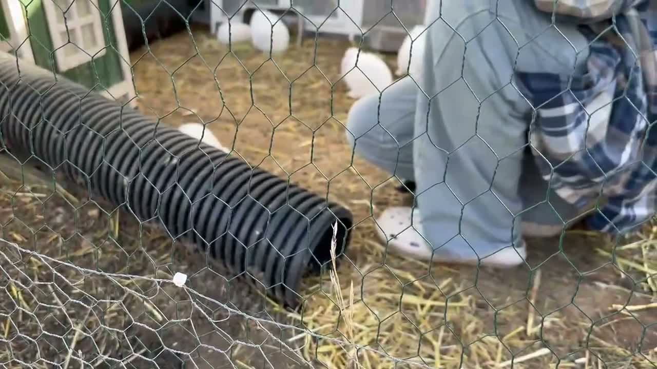 Mini Lop rabbits for sale: BEW ( Blue eyed white) mini lops for sale - Video 1