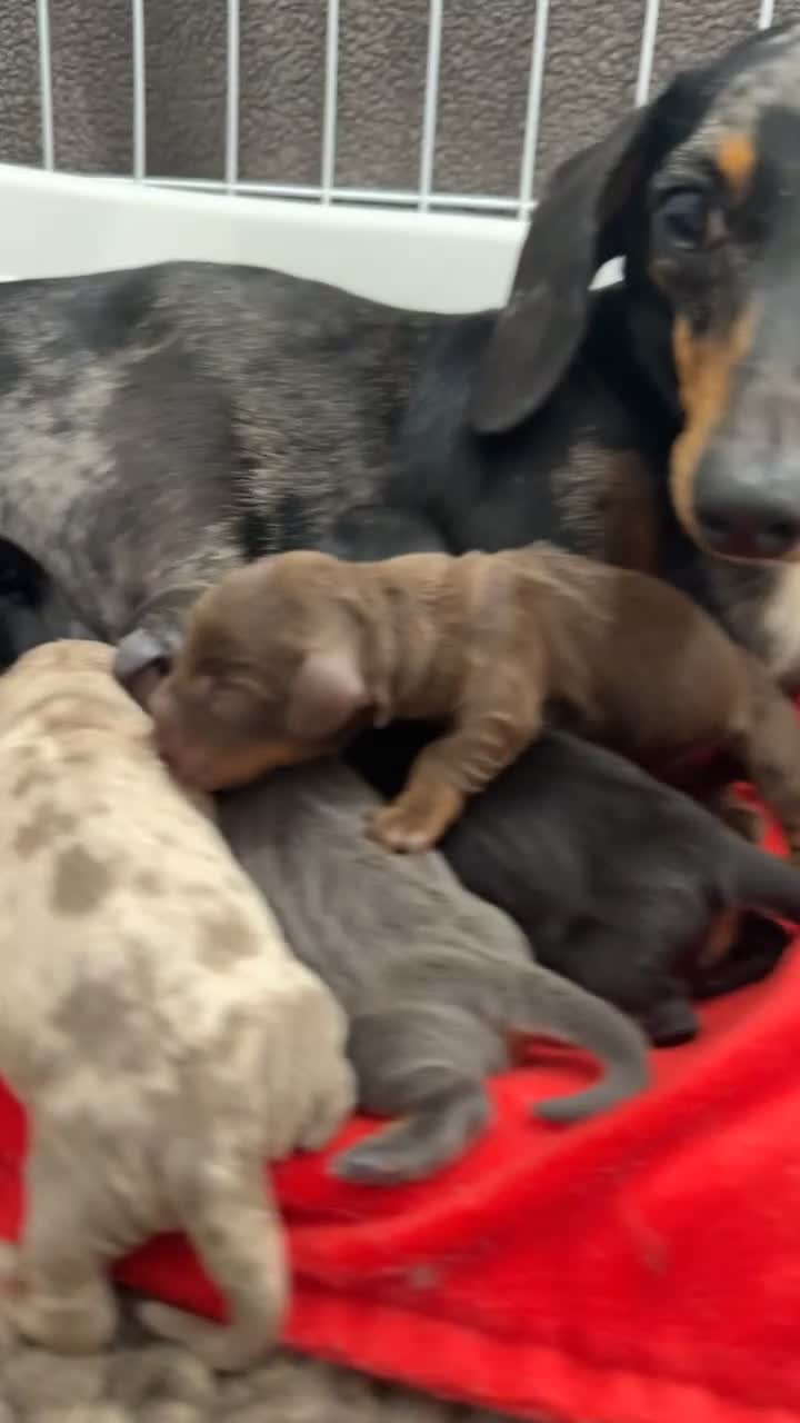 Miniature Dachshund dogs for sale: Miniature Dachshunds  - Video 1